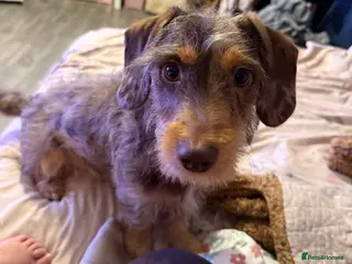 Mixed Breed dogs 10 month old mini dachshund/jack Russell male - Advert 8