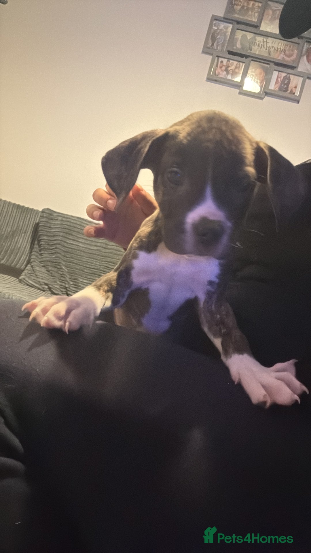 Mixed Breed dogs for sale: American bulldog mixed - Image 4