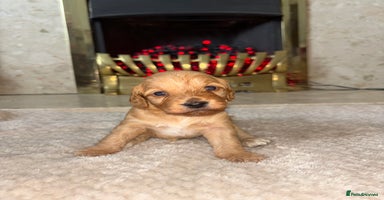 Cockapoo dogs - Advert 14