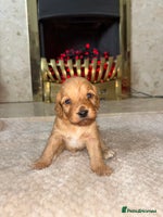 Cockapoo dogs - Advert 13