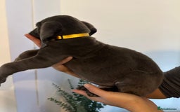 Cane Corso dogs for sale: 5 Towns Cane Corso pups,   - Image 10