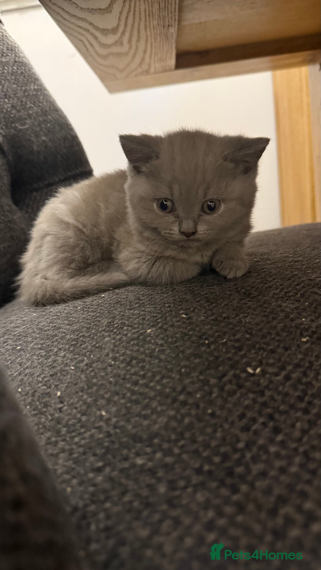 British Shorthair cats for sale: Price reduced Reg gccf Liliac BSH two female  - Image 19