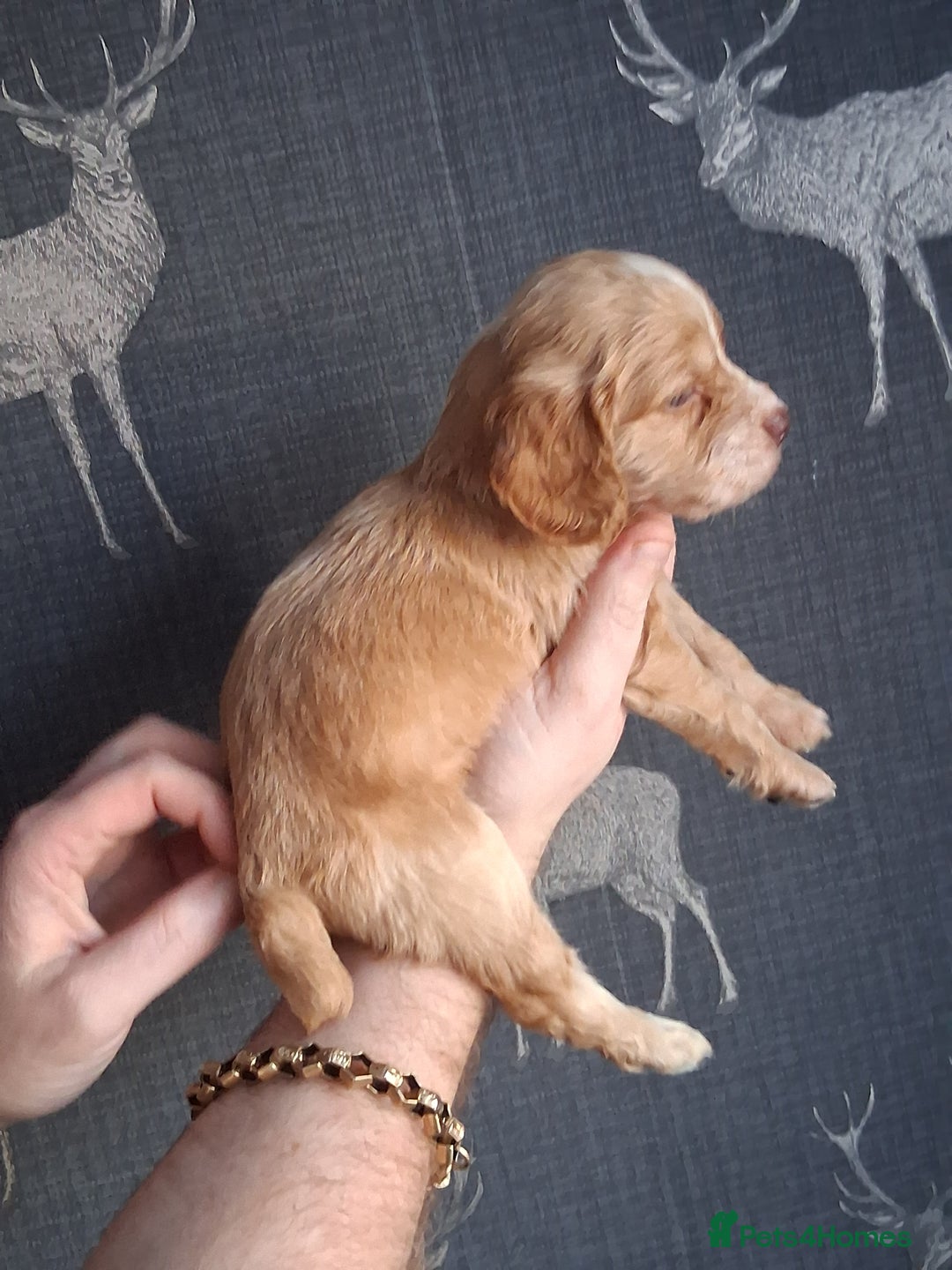 Cocker Spaniel dogs for sale: beautiful working cocker spaniels for sale - Advert 23