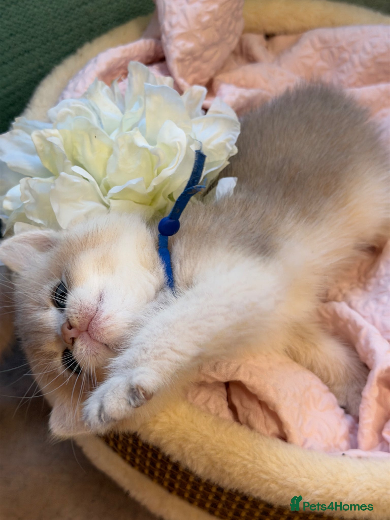 British Shorthair cats British shorthair adorable Blu golden GCCF kitens - Advert 1