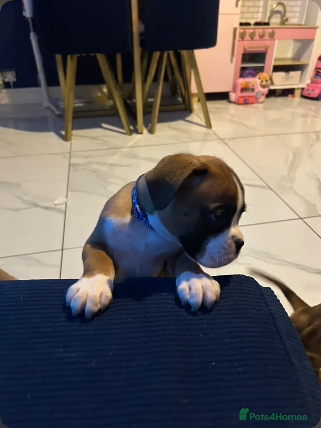 Boxer dogs for sale: KC Registered Boxer pups  - Advert 3
