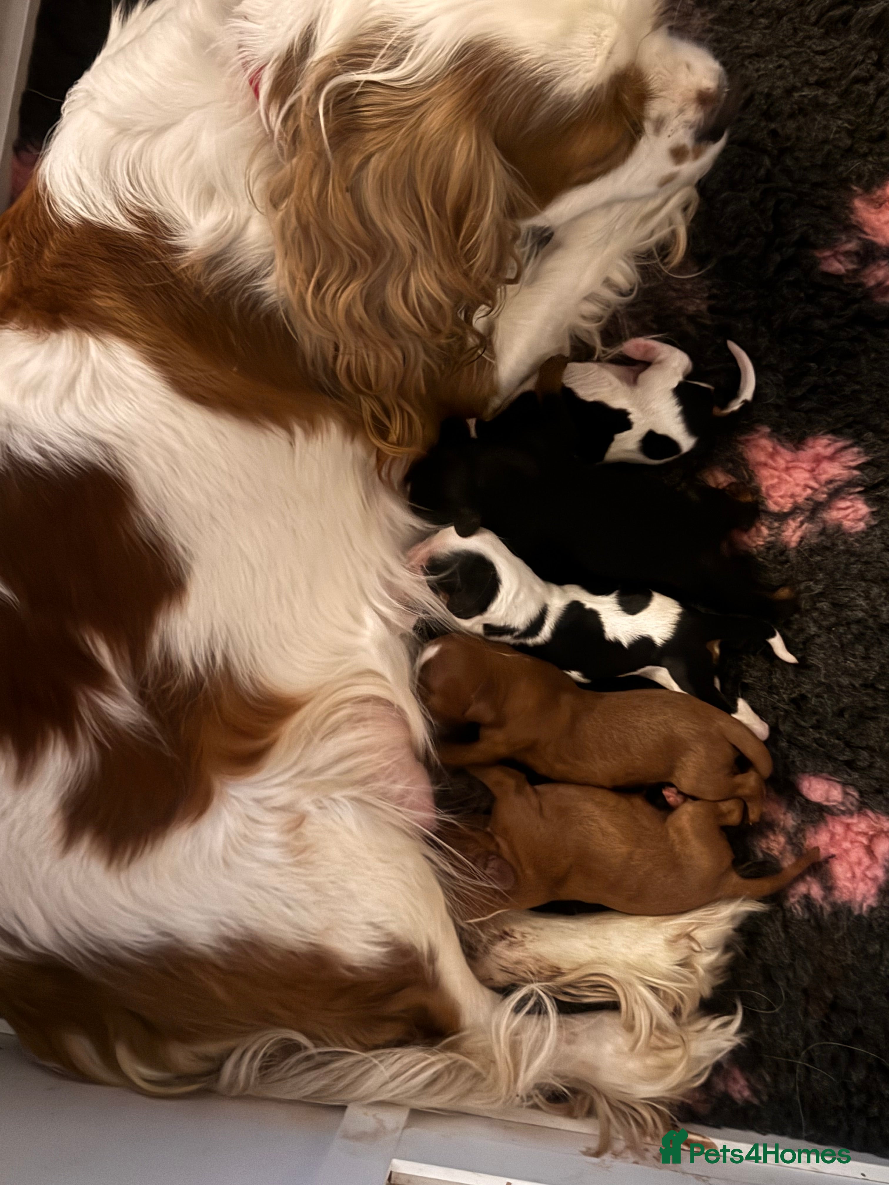 Cavalier King Charles Spaniel dogs Chocolate carriers ,Kc register , DNA tested - Advert 1