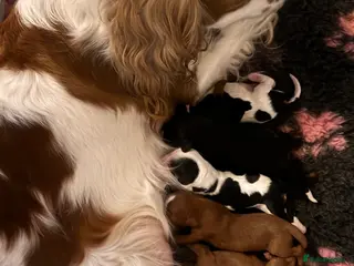 Cavalier King Charles Spaniel dogs Chocolate carriers ,Kc register , DNA tested - Advert 1