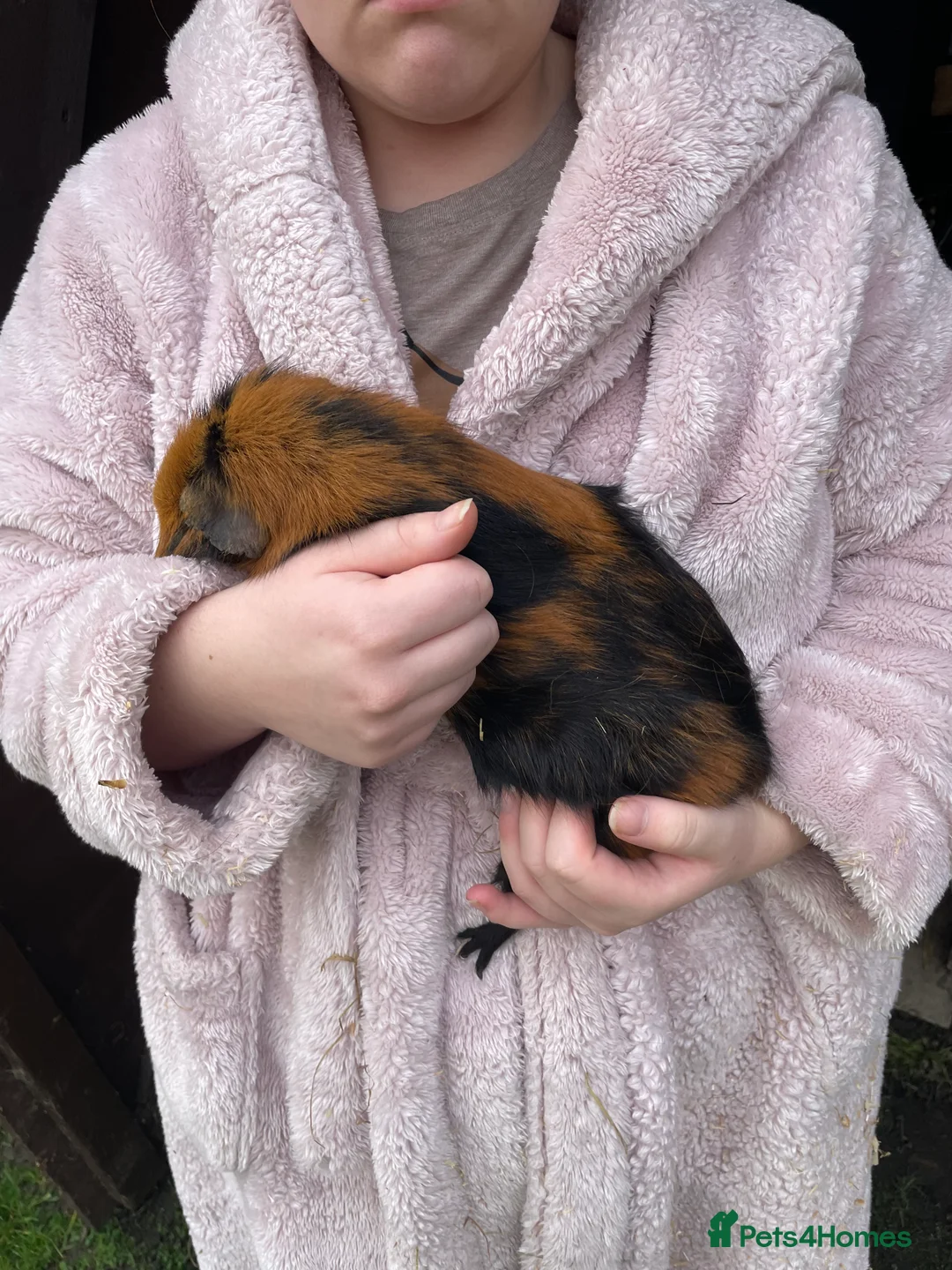 Guinea Pig rodents for sale: Guinea pigs in Leeds - Advert 2
