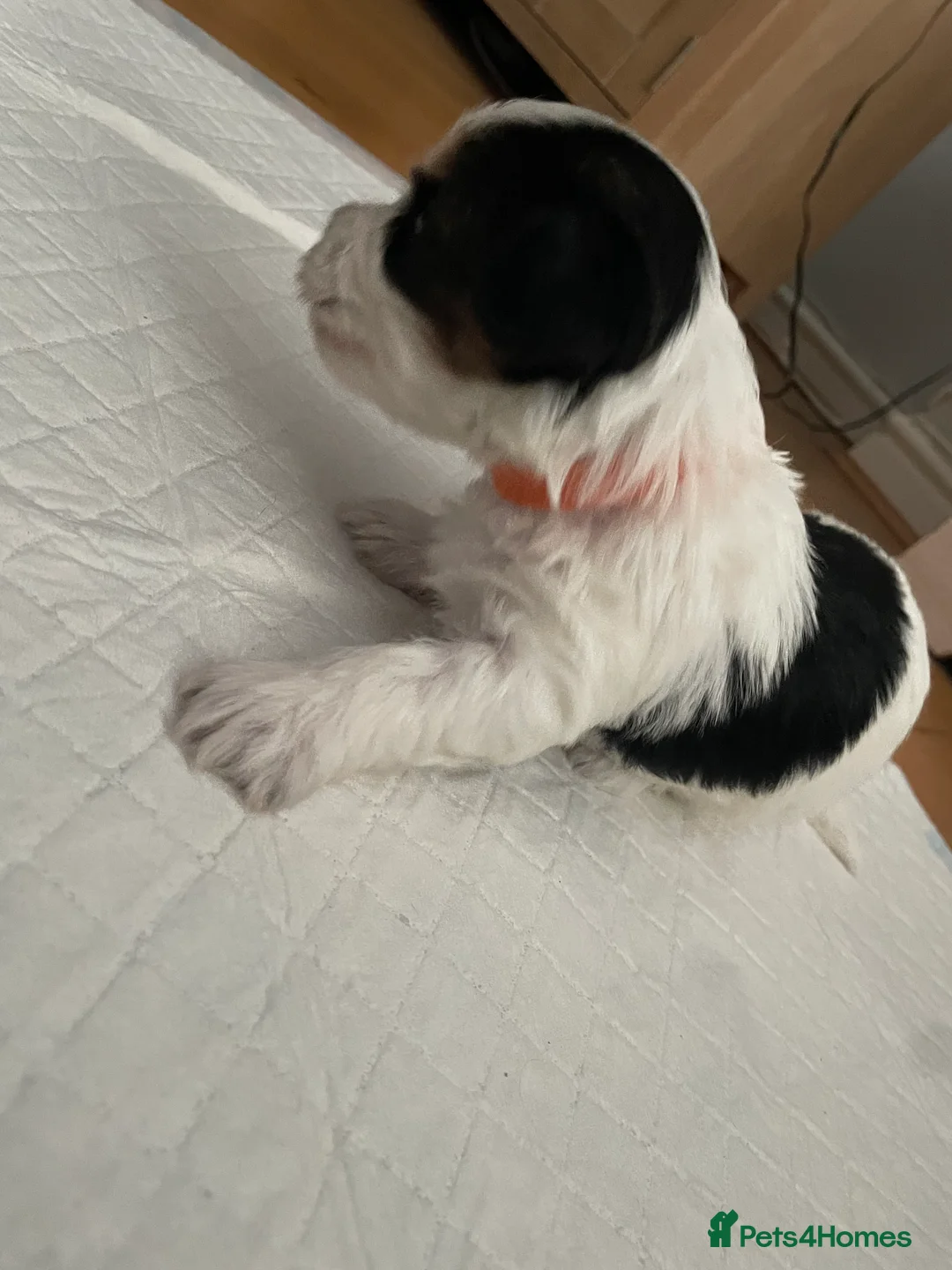 Biewer Terrier dogs for sale: Biewer Terrier puppies  - Advert 5