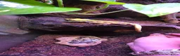 Gecko reptiles for sale: Male Crested Gecko with Full Exo Terra Setup in Bristol - Advert 4