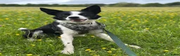 Border Collie dogs for sale: New Home needed ASAP - Advert 1