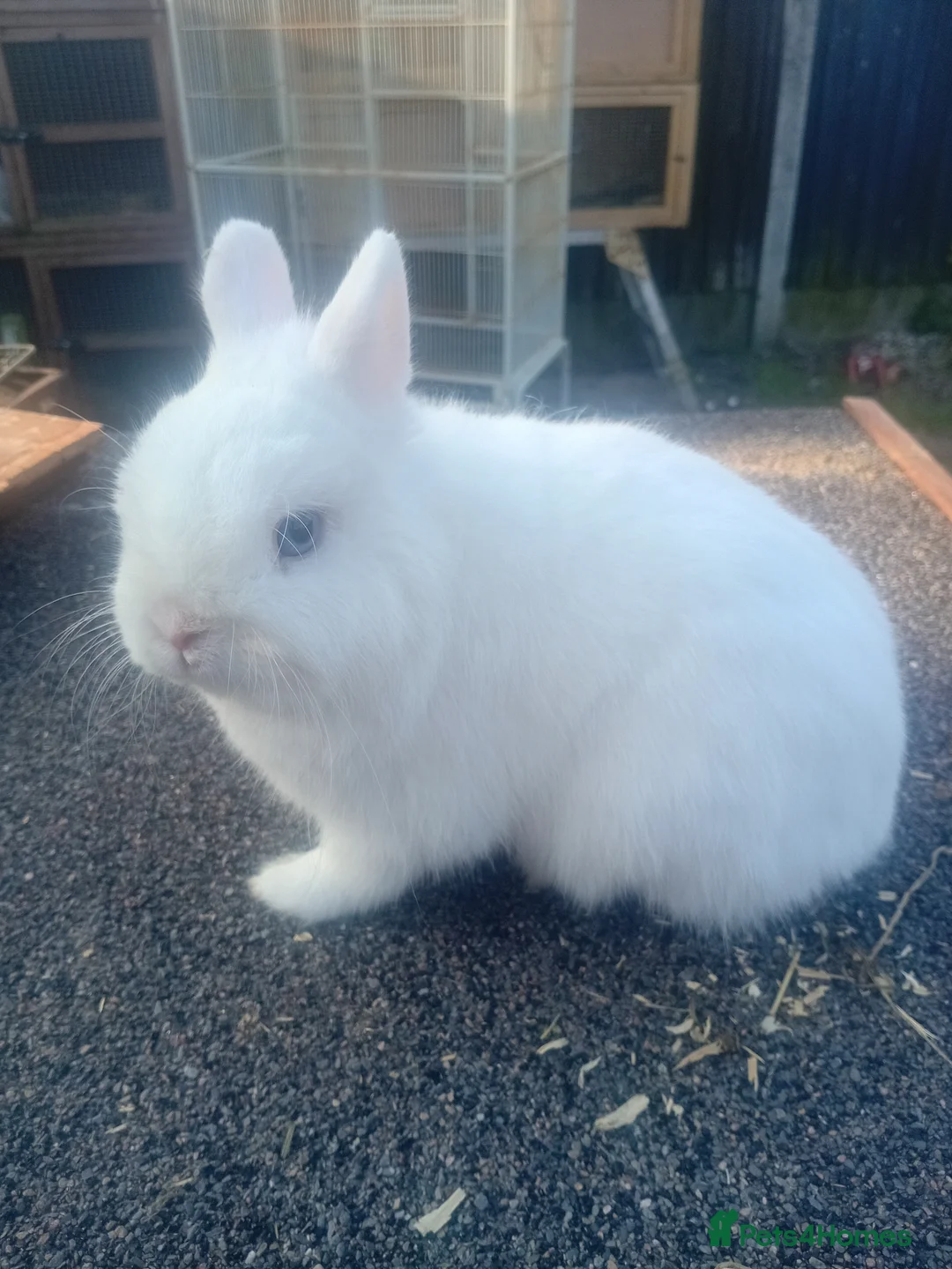 Netherland Dwarf rabbits for sale: Netherland dwarfs young adults  - Advert 3