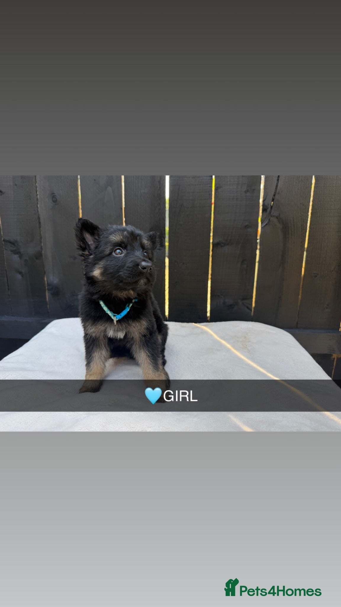 Mixed Breed dogs German Shepherd x Belgian Shepherd Puppies - Advert 1