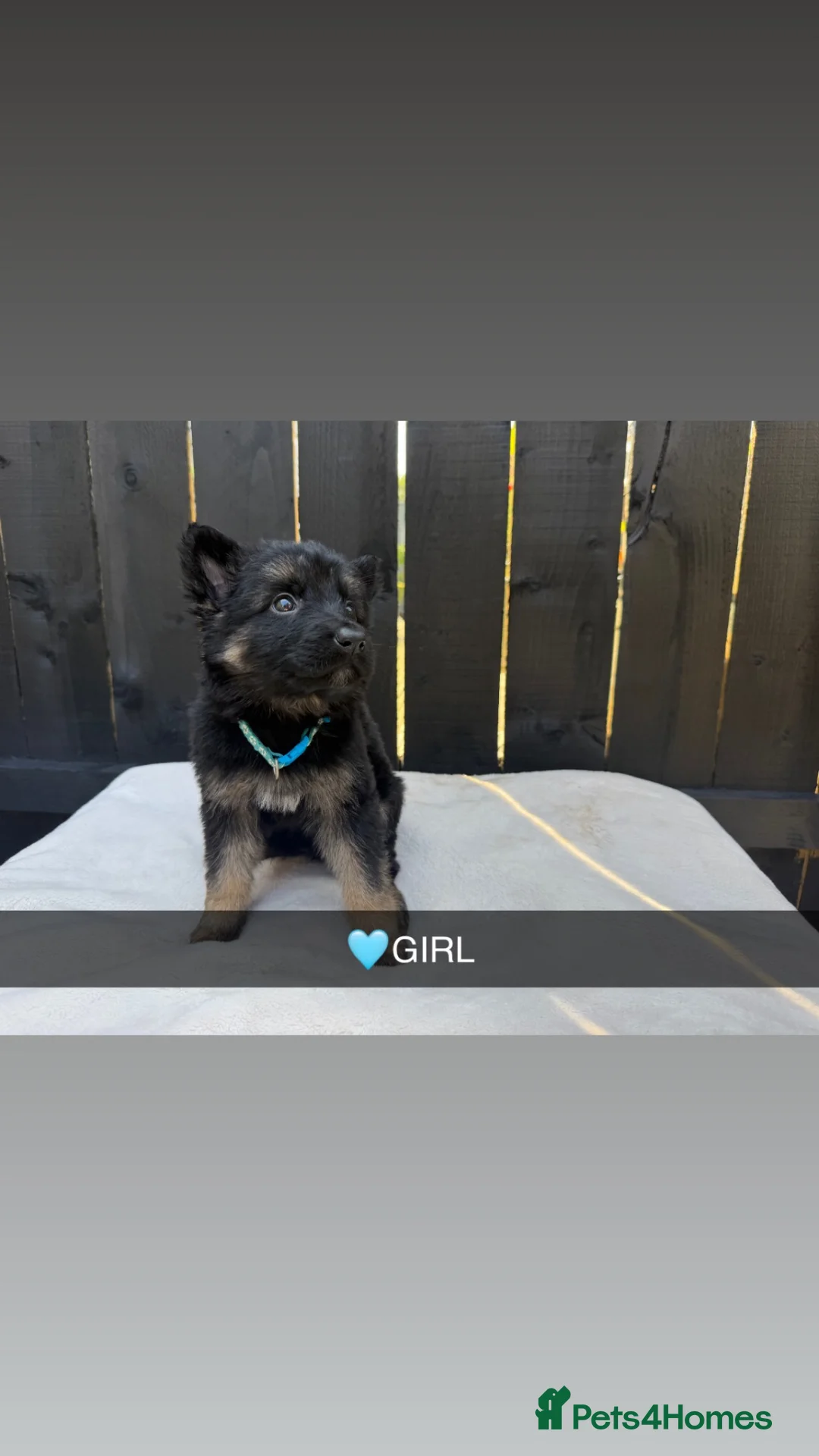 Mixed Breed dogs for sale: German Shepherd x Belgian Shepherd Puppies - Advert 1
