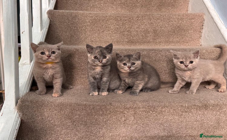 British Shorthair cats - Advert 13