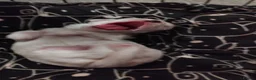 Maltese dogs for sale: Friendly maltese  - Advert 3