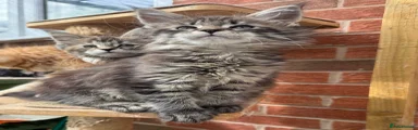 Brown tabby boy