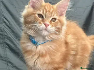 Maine Coon cats XL RED MAINE COON KITTENS - Advert 3