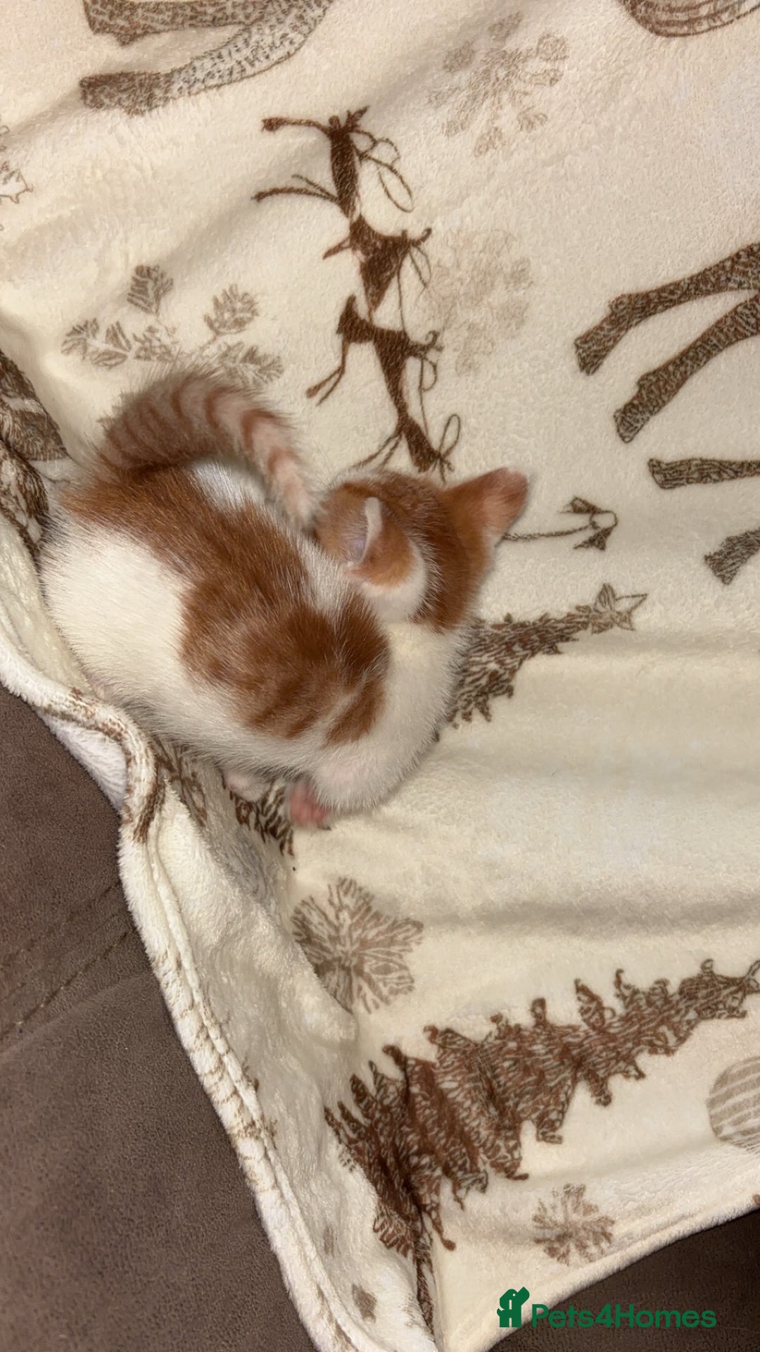 Mixed Breed cats for sale: Calico cross tabby  - Image 10