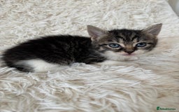 Mixed Breed cats for sale: 4 Persian x kittens  - Image 10