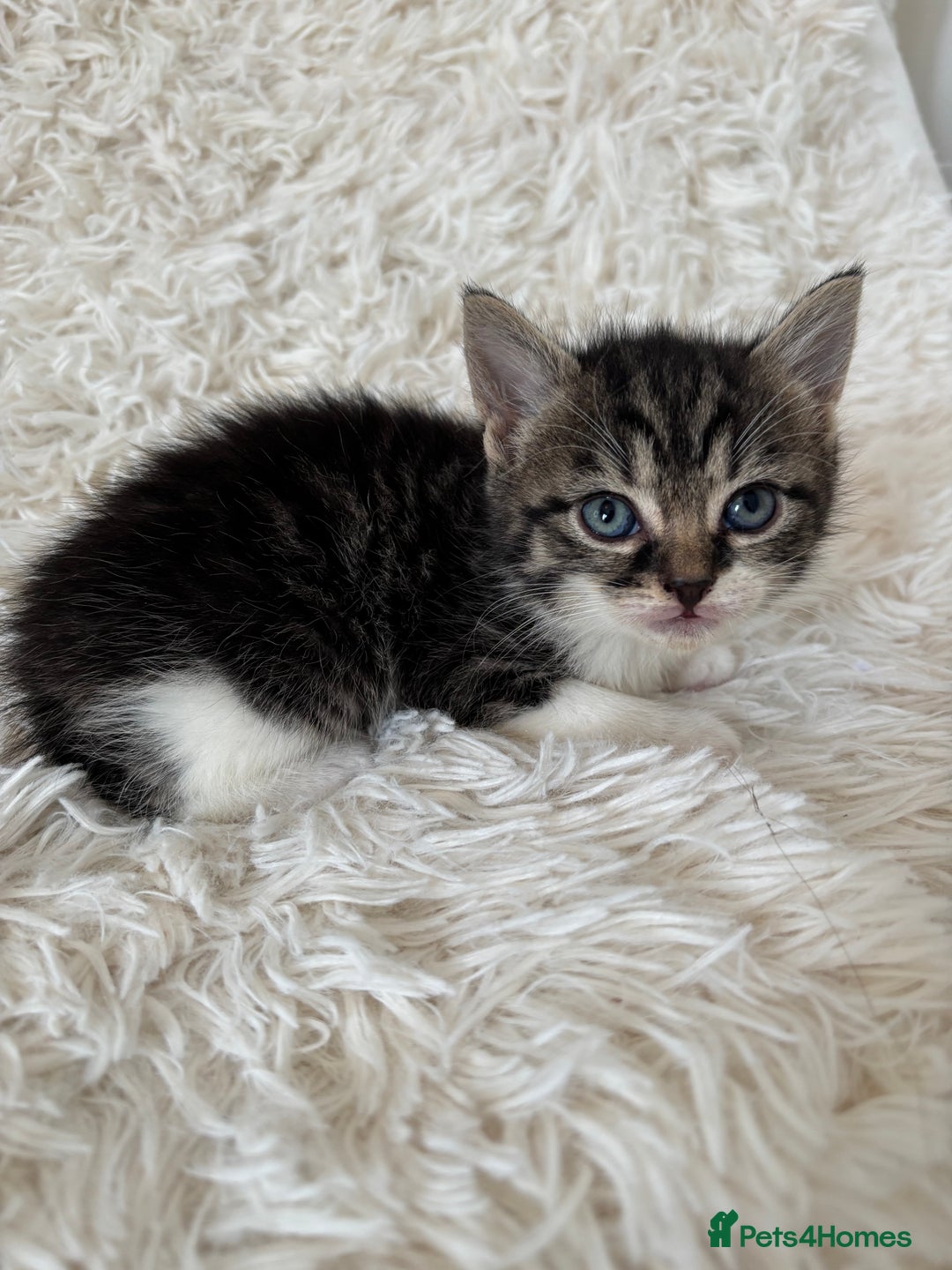 Mixed Breed cats for sale: 4 Persian x kittens  - Image 10