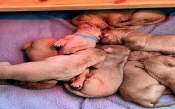 Hungarian Vizsla dogs for sale: Wonderful puppies from mum with 0/0 hip score.  - Image 8