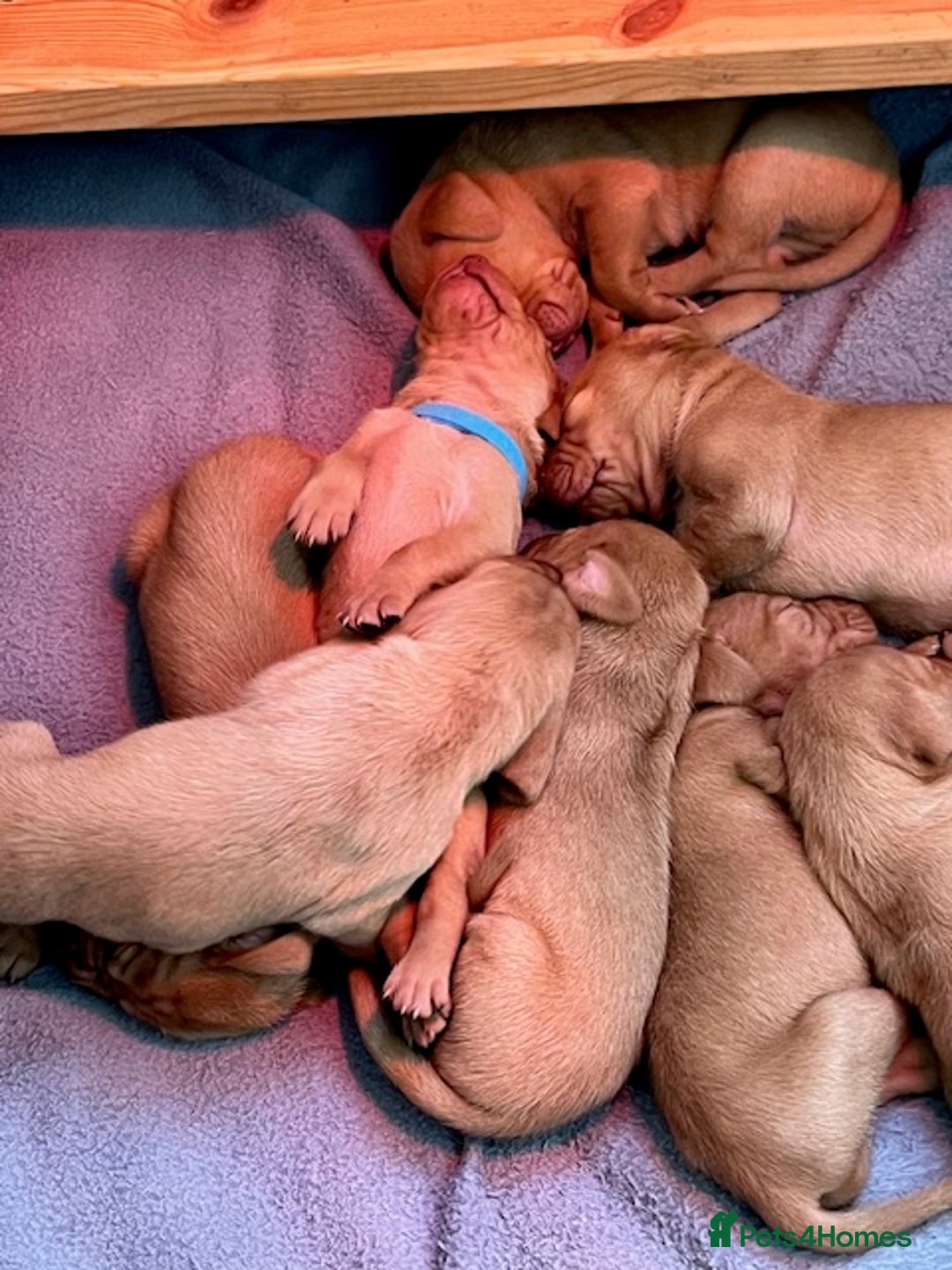 Hungarian Vizsla dogs for sale: Wonderful puppies from mum with 0/0 hip score.  - Image 8