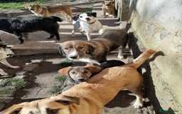 Mixed Breed dogs for adoption: Meet Ruby and Rosie !  - Advert 6