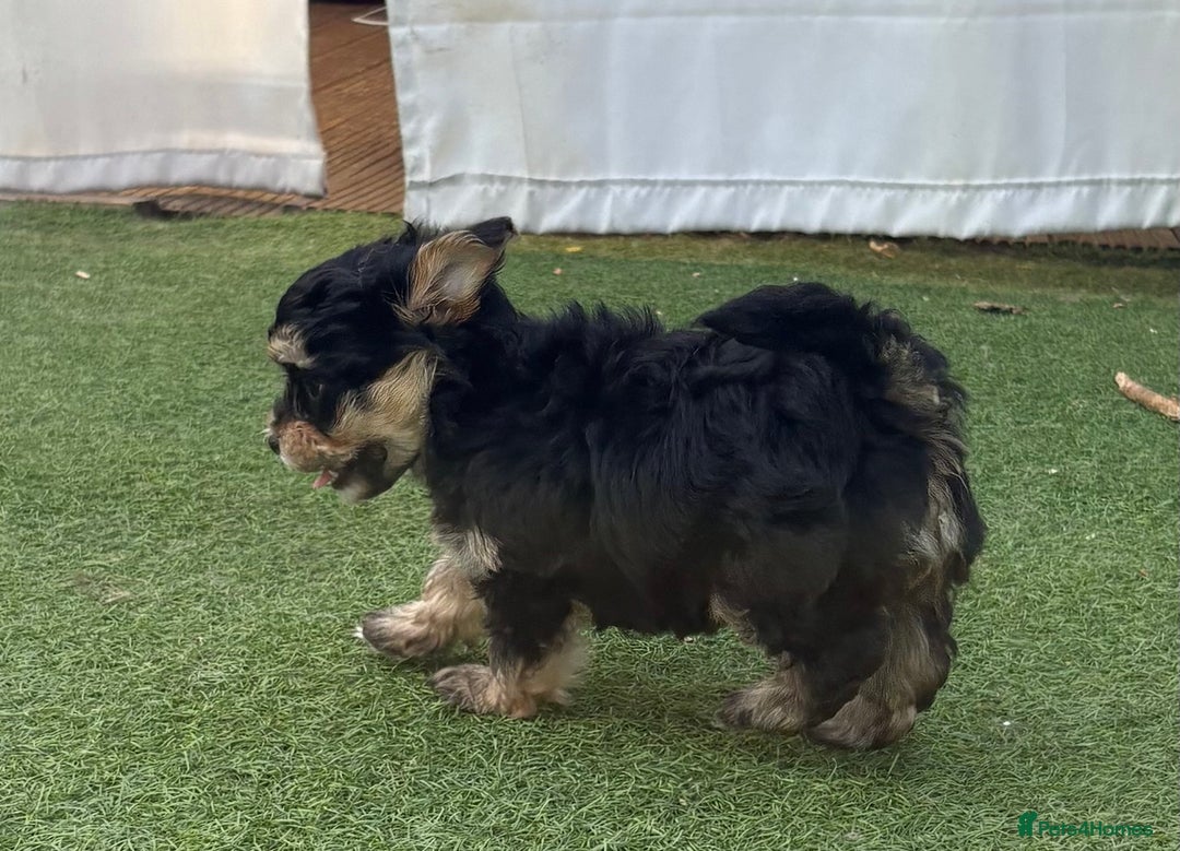 Maltipoo dogs for sale: Tiny maltipoo puppies  - Image 3
