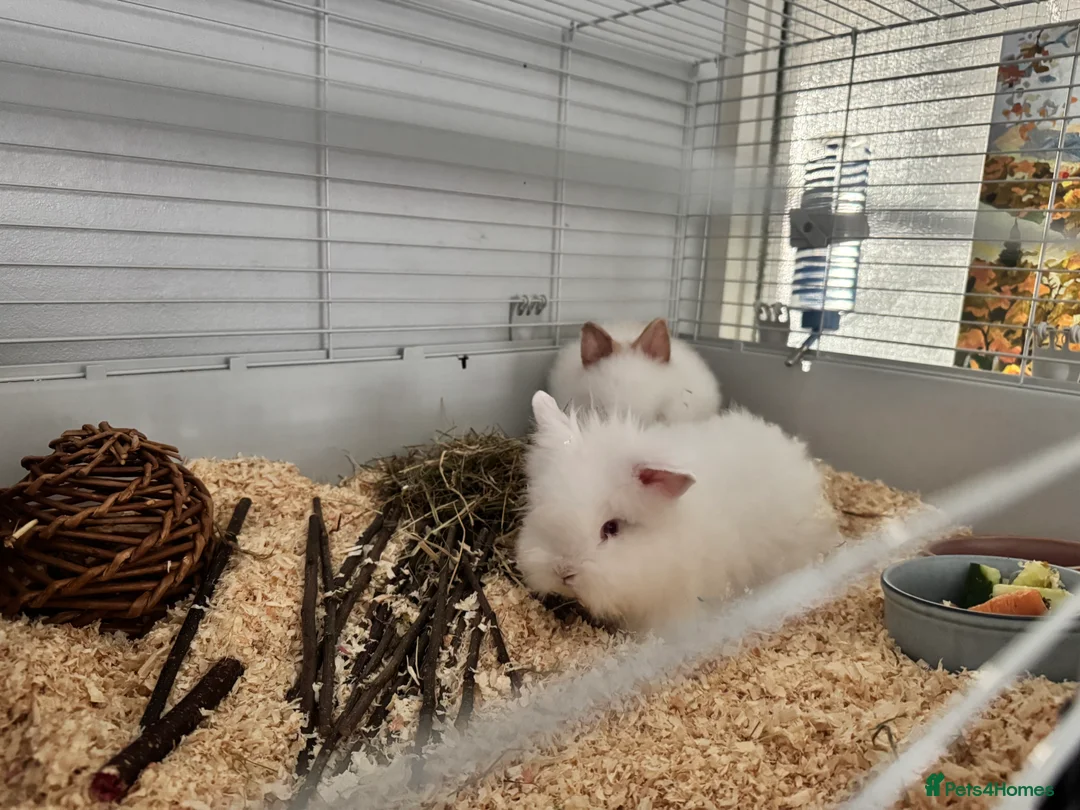 Mini Lion Lop rabbits for sale: 1 male 1 female rabbit ❤️ - Advert 1