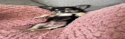 Chihuahua dogs for sale: last gorgeous Chihuahua Puppy ready to leave now  - Advert 1