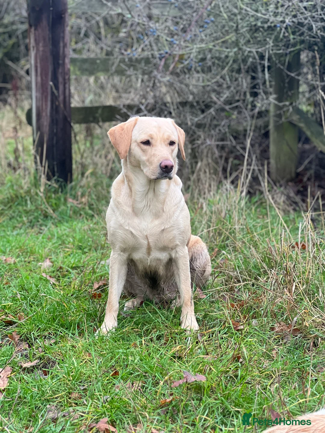 Labrador Retriever dogs for sale: Ftch sired litter proven working dogs  - Advert 10