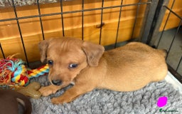 Mixed Breed dogs for sale: Dachshund x Jack russell - Image 5