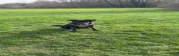 Mixed Breed dogs for sale: gorgeous cane corso/german shepard - Advert 7