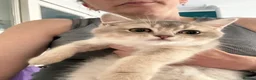British Shorthair cats for sale: READY TO GO British Shorthair Golden Kittens  - Advert 5