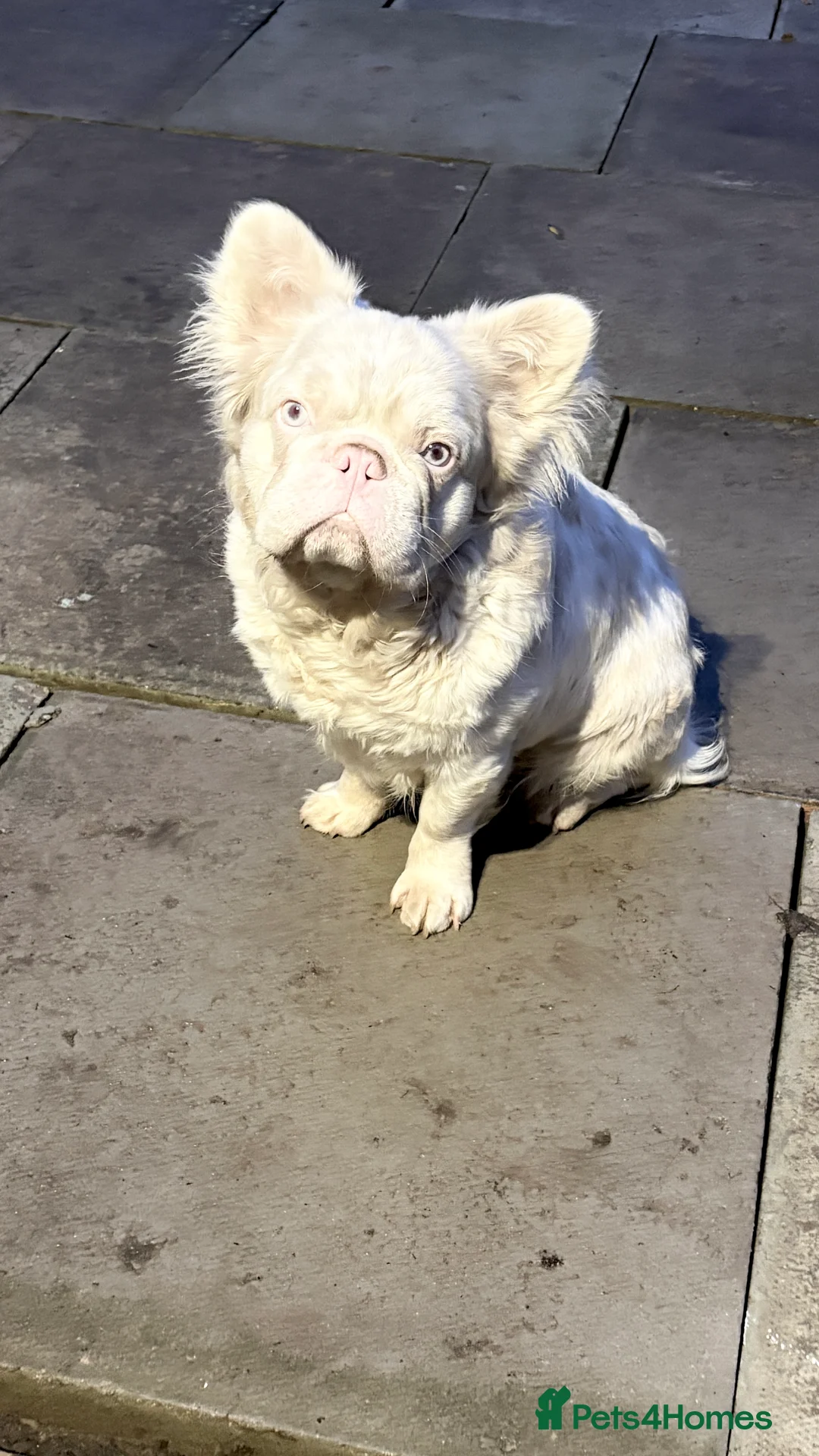 French Bulldog dogs for stud: 🩷 PINK FLUFFY STUD🩷 - Advert 3