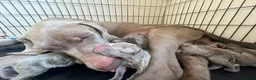 Weimaraner dogs for sale: KC Registered silver Weimaraner puppies in Mold - Advert 23