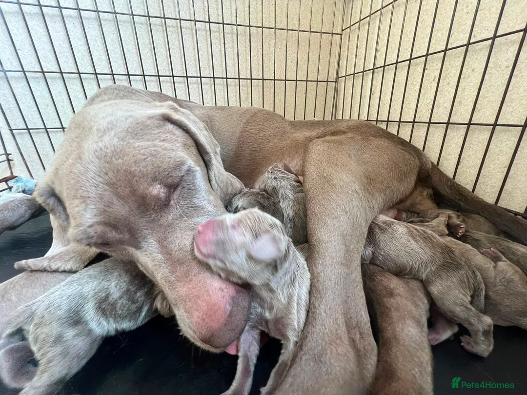 Weimaraner dogs for sale: KC Registered silver Weimaraner puppies in Mold - Advert 23