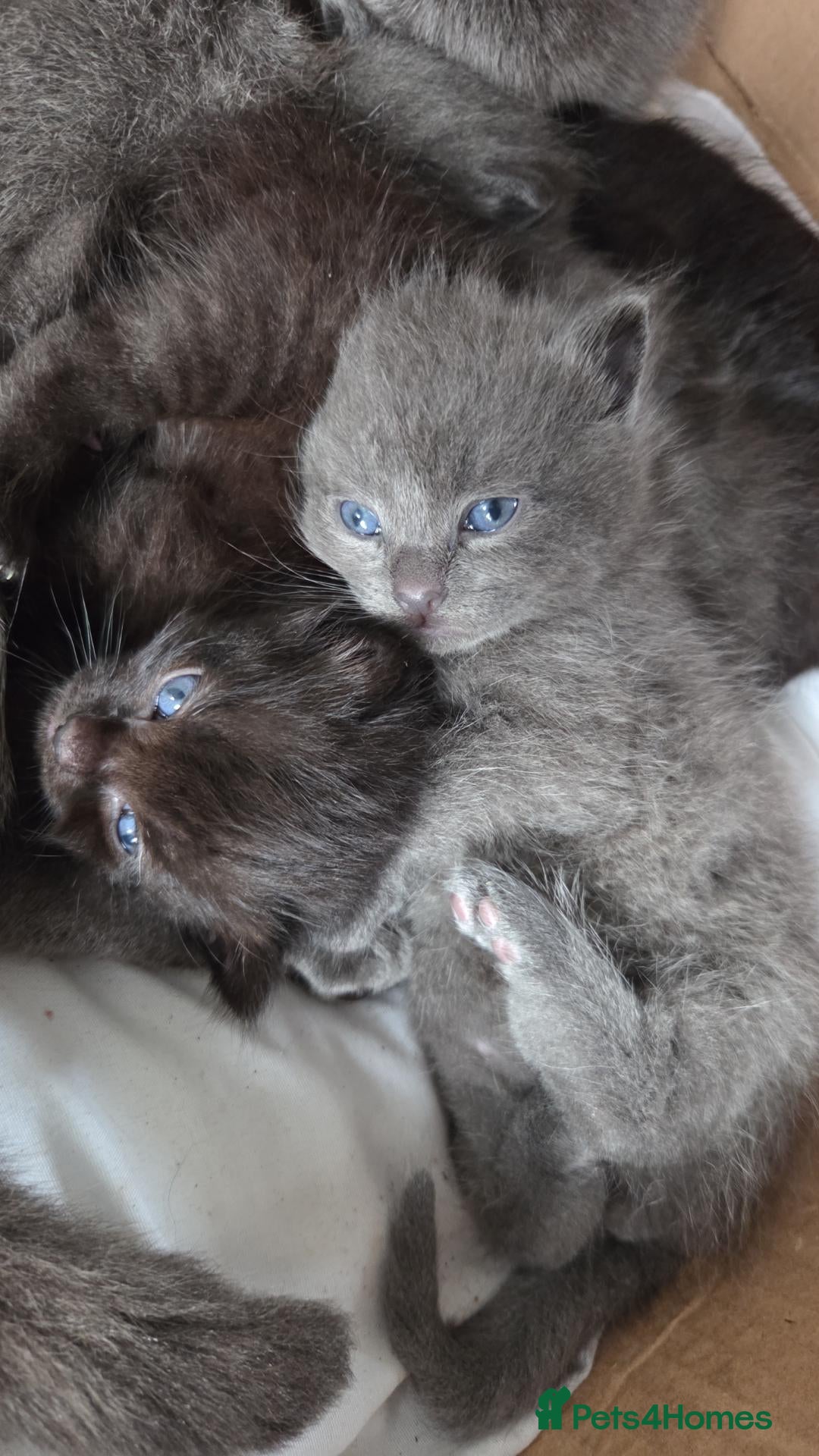 Mixed Breed cats for sale: Beautiful little male kittens - Advert 2
