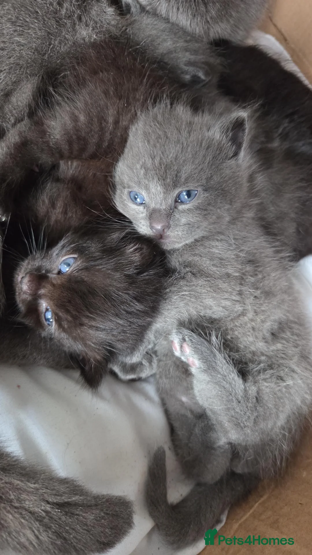 Mixed Breed cats for sale: Beautiful little male kittens - Advert 1