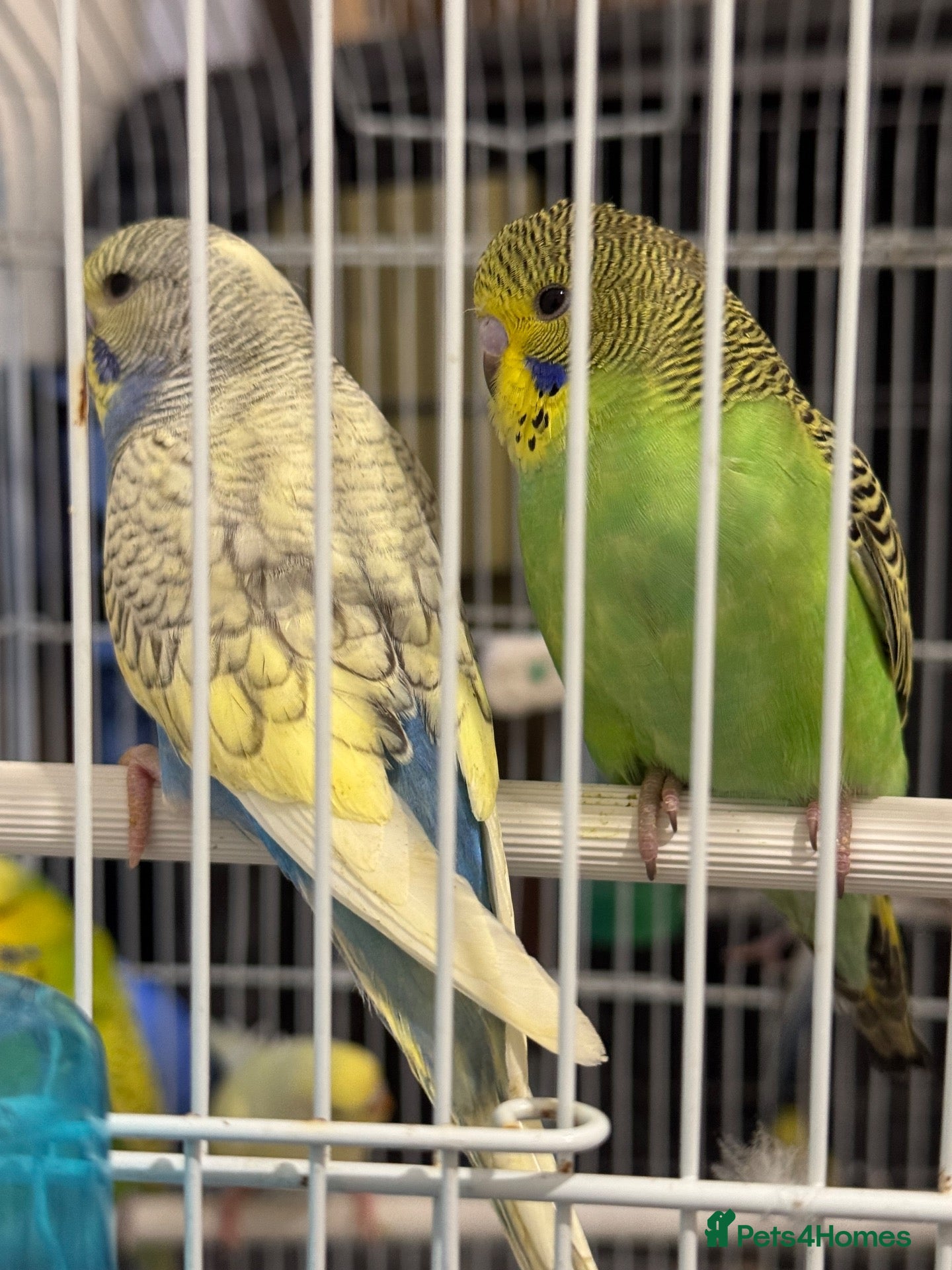 Budgerigars birds Baby Budgies for sale - Advert 2