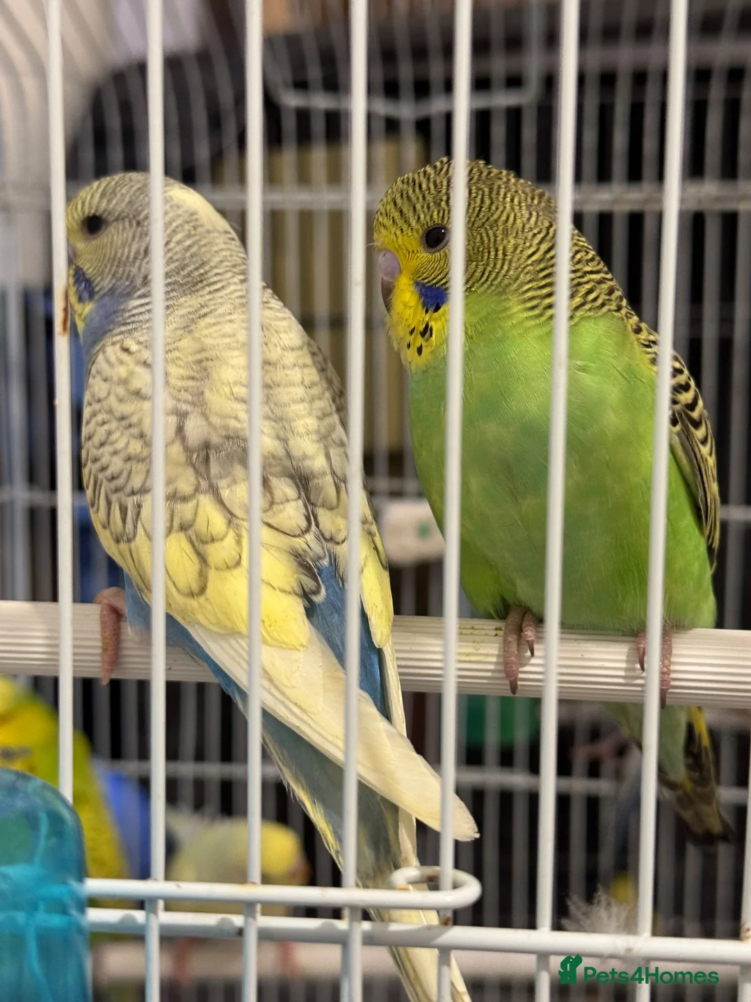 Budgerigars birds for sale: Baby Budgies for sale - Advert 4