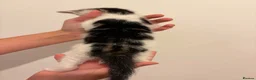 Domestic Shorthair cats for adoption: Adorable Kittens Looking for Their Forever Homes  - Advert 14