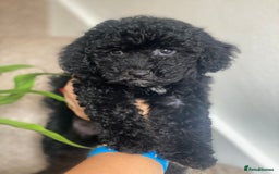 Maltipoo dogs for sale: 🐾Beautiful Maltipoo Girl HEALTH CHECKED🐾 - Image 4