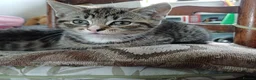 Mixed Breed cats for sale: Two gorgeous girls left from litter of 4 in Settle - Advert 1