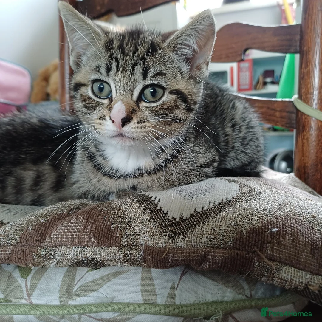 Mixed Breed cats for sale: Two gorgeous girls left from litter of 4 in Settle - Advert 1