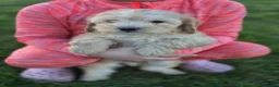 Cockapoo dogs for sale: 6 excellent F1 cockapoo pups - Advert 4