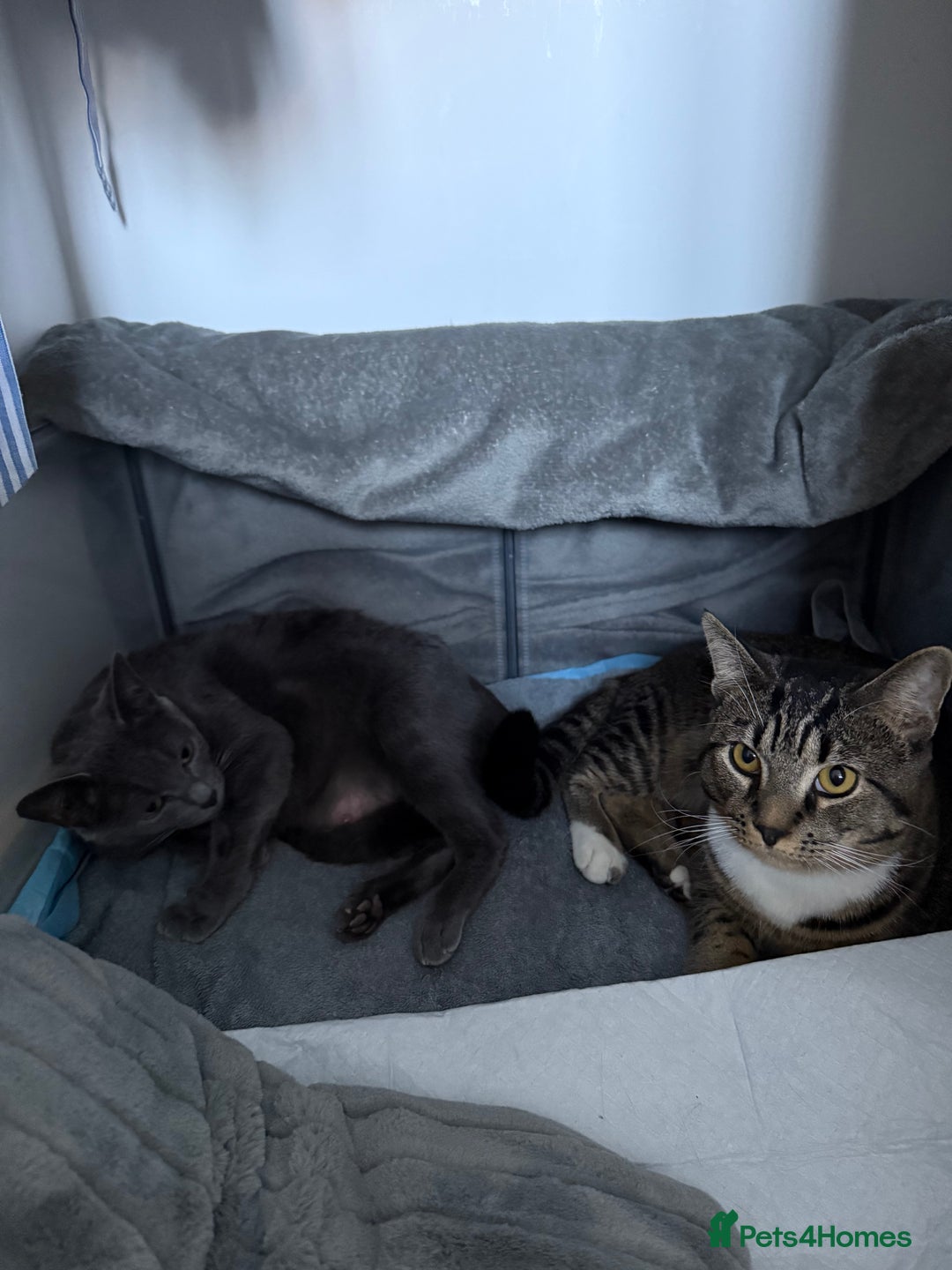 Russian Blue cats for sale: 🐾 Russian Blue/Bengal Tabby Kittens 🐾 - Advert 2