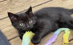 Mixed Breed cats for sale: 4 beautiful mixed breed kittene - Image 14