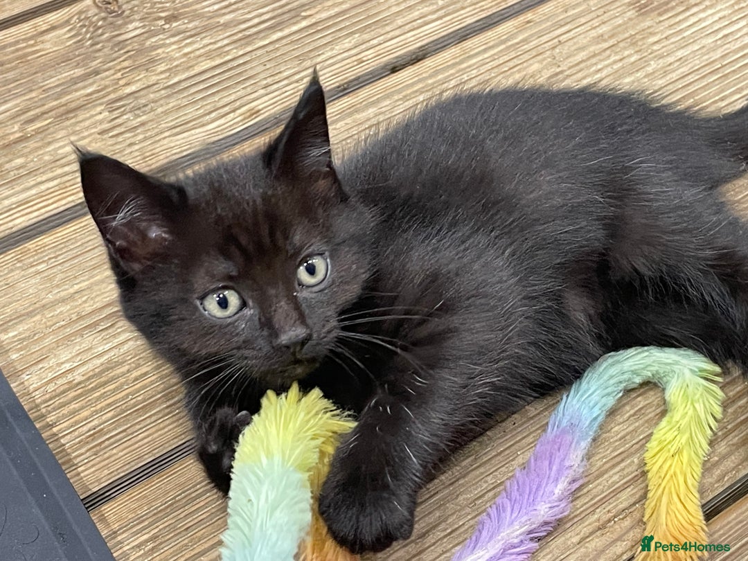 Mixed Breed cats for sale: 4 beautiful mixed breed kittene - Image 14